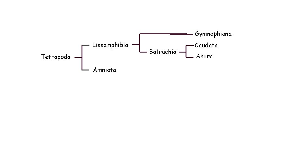 Gymnophiona Lissamphibia Tetrapoda Amniota Batrachia Caudata Anura 