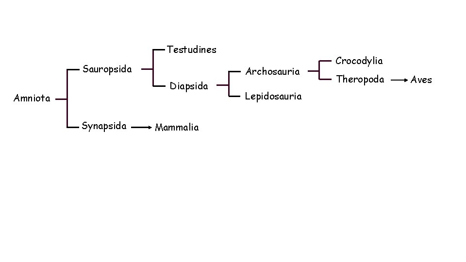 Testudines Sauropsida Archosauria Diapsida Amniota Synapsida Mammalia Lepidosauria Crocodylia Theropoda Aves 