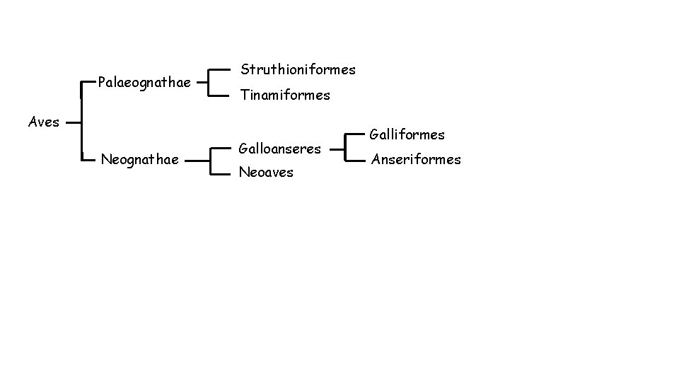 Palaeognathae Struthioniformes Tinamiformes Aves Neognathae Galloanseres Neoaves Galliformes Anseriformes 