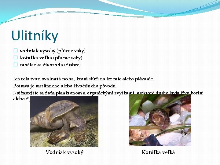 Ulitníky � vodniak vysoký (pľúcne vaky) � kotúľka veľká (pľúcne vaky) � močiarka živorodá