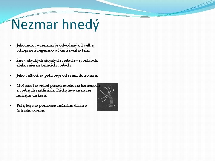 Nezmar hnedý • Jeho názov – nezmar je odvodený od veľkej schopnosti regenerovať časti