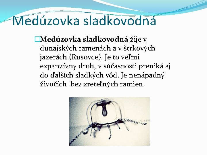 Medúzovka sladkovodná �Medúzovka sladkovodná žije v dunajských ramenách a v štrkových jazerách (Rusovce). Je