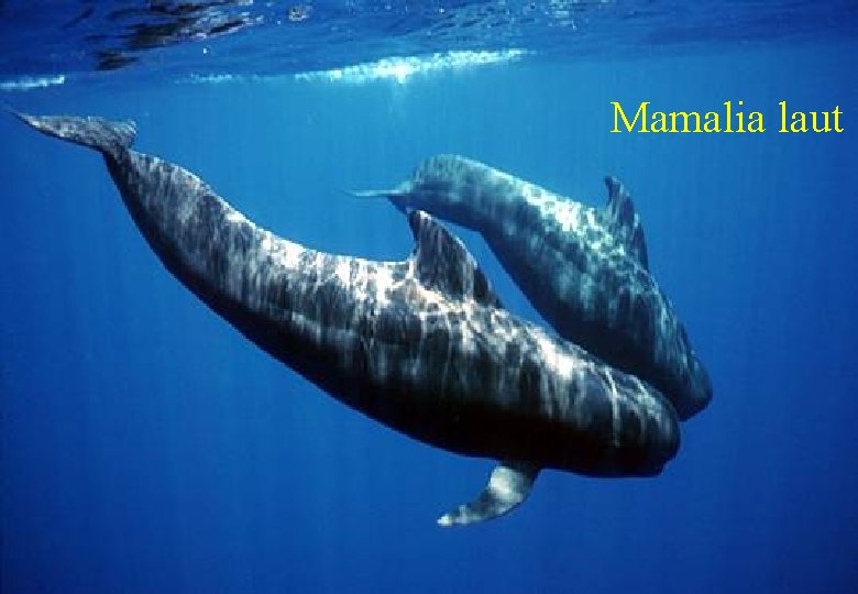 Mamalia laut 