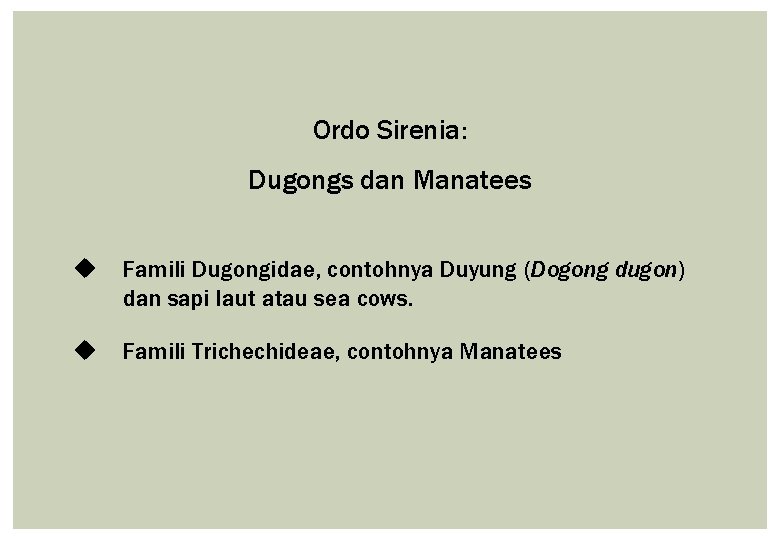 Ordo Sirenia: Dugongs dan Manatees u Famili Dugongidae, contohnya Duyung (Dogong dugon) dan sapi