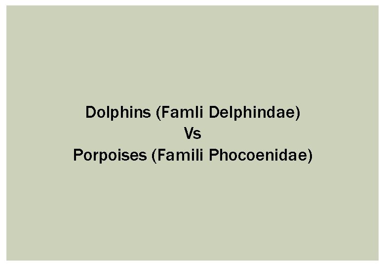 Dolphins (Famli Delphindae) Vs Porpoises (Famili Phocoenidae) 