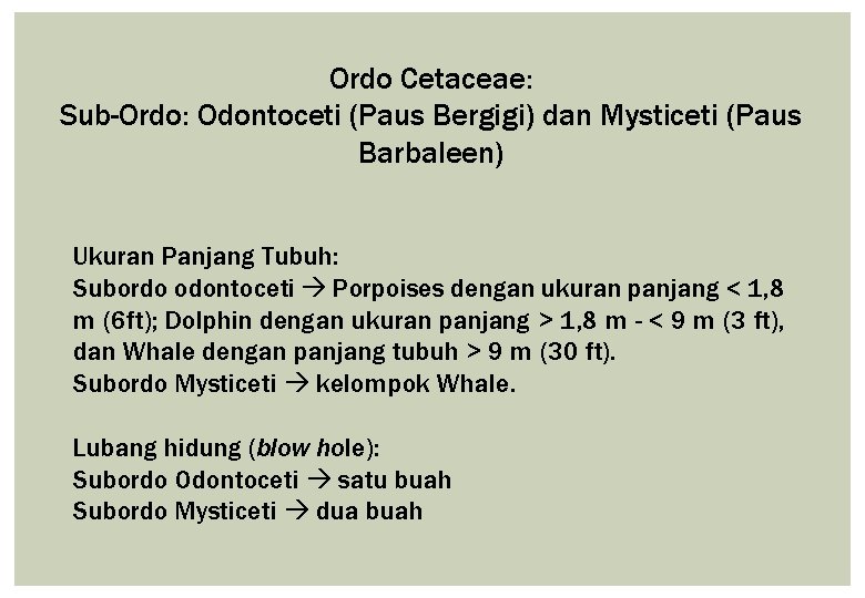 Ordo Cetaceae: Sub-Ordo: Odontoceti (Paus Bergigi) dan Mysticeti (Paus Barbaleen) Ukuran Panjang Tubuh: Subordo