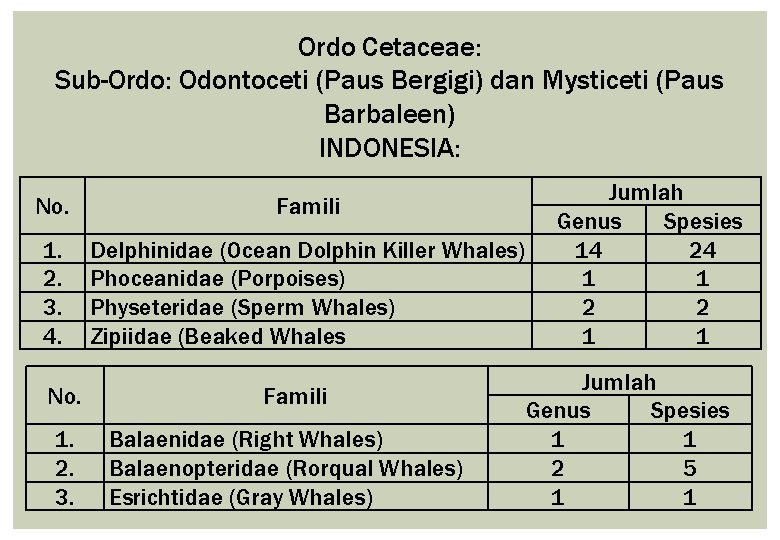 Ordo Cetaceae: Sub-Ordo: Odontoceti (Paus Bergigi) dan Mysticeti (Paus Barbaleen) INDONESIA: No. Famili 1.