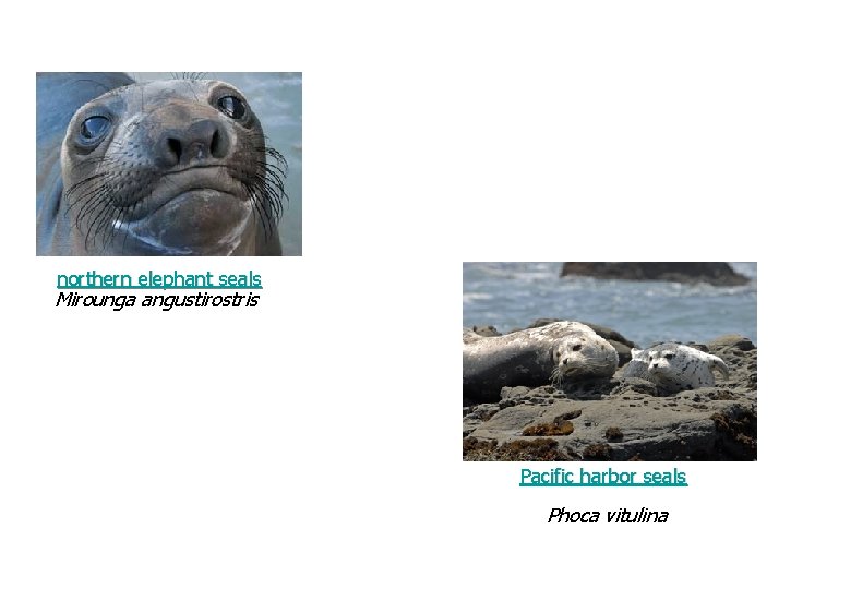 northern elephant seals Mirounga angustirostris Pacific harbor seals Phoca vitulina 