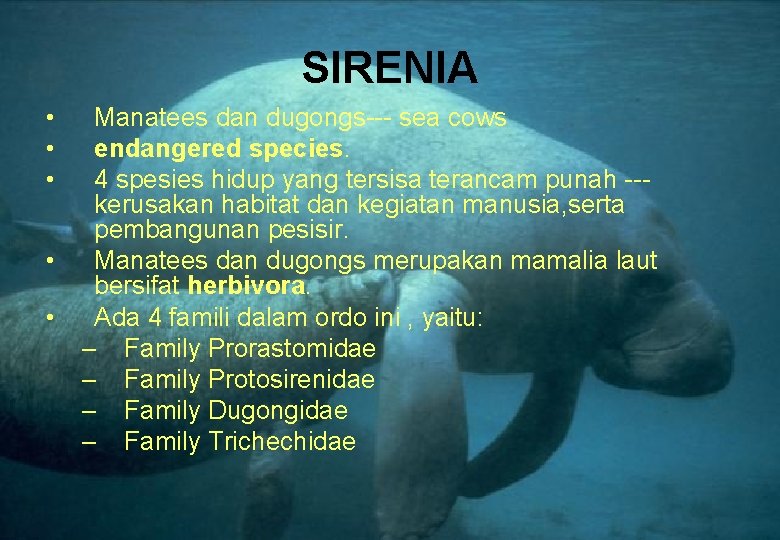 SIRENIA • • • Manatees dan dugongs--- sea cows endangered species. 4 spesies hidup