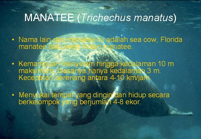 MANATEE (Trichechus manatus) • Nama lain dari manatee ini adalah sea cow, Florida manatee