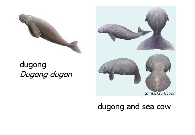 dugong Dugong dugong and sea cow 