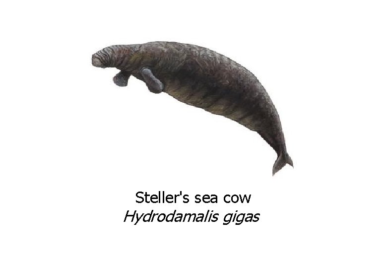 Steller's sea cow Hydrodamalis gigas 