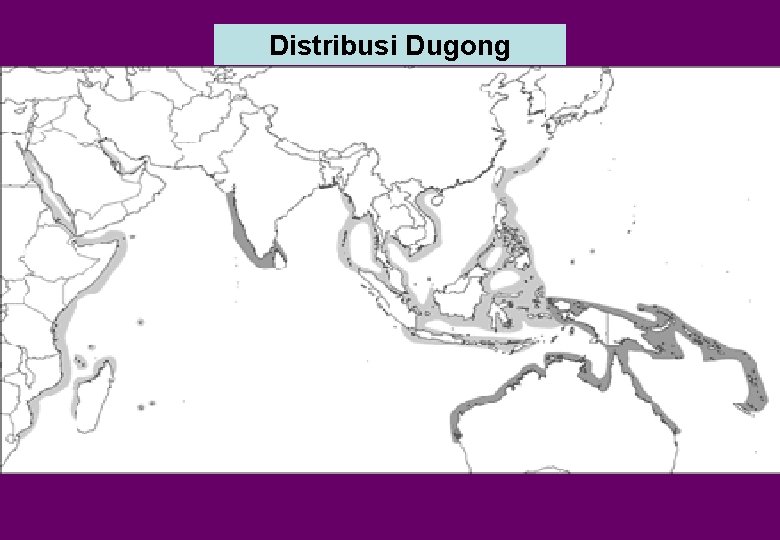 Distribusi Dugong 