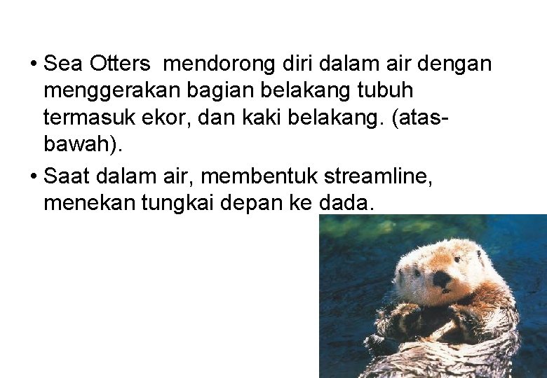  • Sea Otters mendorong diri dalam air dengan menggerakan bagian belakang tubuh termasuk