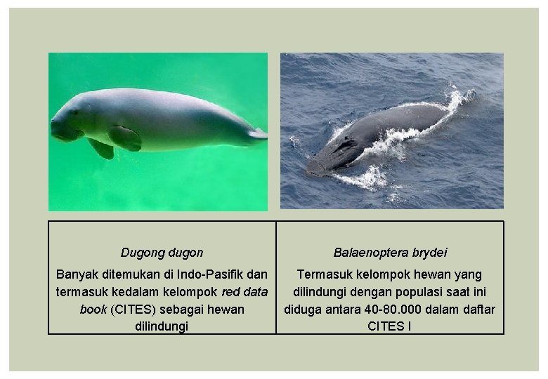 Dugong dugon Balaenoptera brydei Banyak ditemukan di Indo-Pasifik dan termasuk kedalam kelompok red data