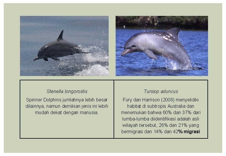 Stenella longorostis Tursiop aduncus Spinner Dolphins jumlahnya lebih besar dilainnya, namun demikian jenis ini
