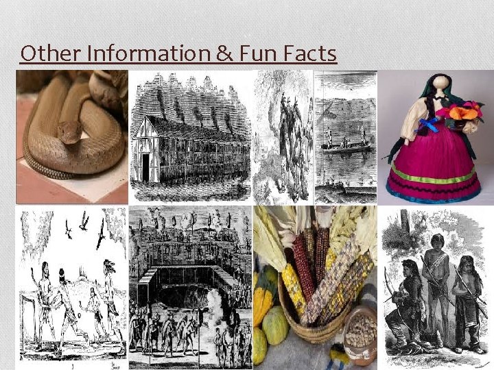 Other Information & Fun Facts 