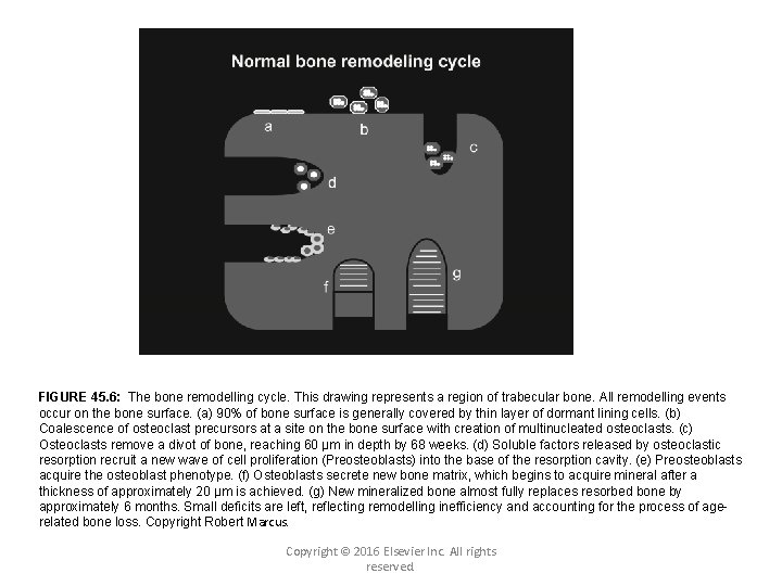 FIGURE 45. 6: The bone remodelling cycle. This drawing represents a region of trabecular