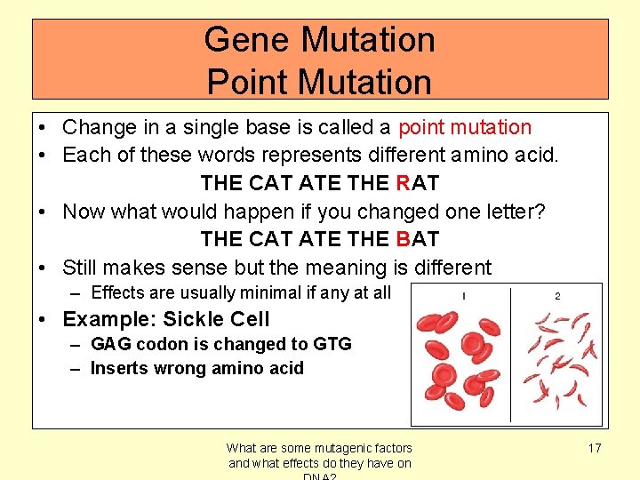 Gene Mutation Point Mutation • Change in a single base is called a point