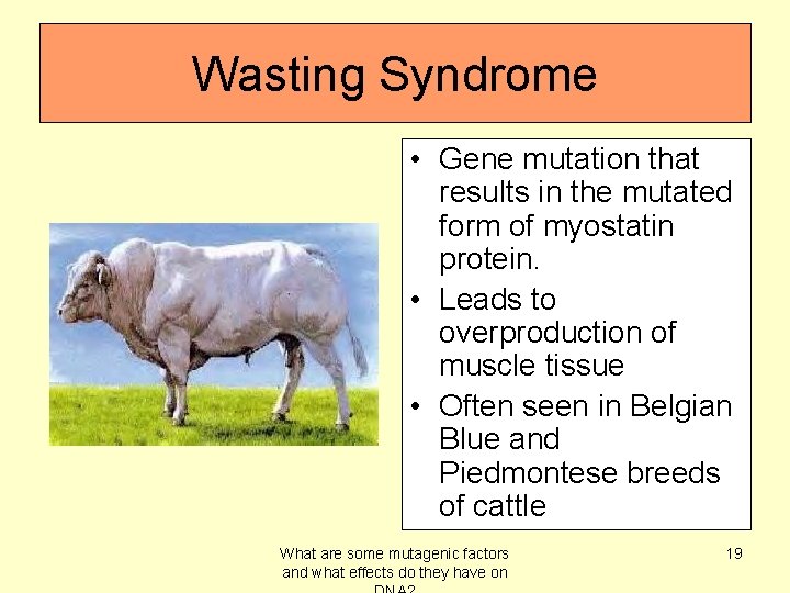 Wasting Syndrome • Gene mutation that results in the mutated form of myostatin protein.