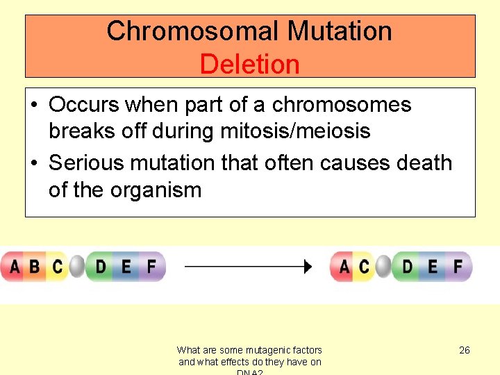 Chromosomal Mutation Deletion • Occurs when part of a chromosomes breaks off during mitosis/meiosis