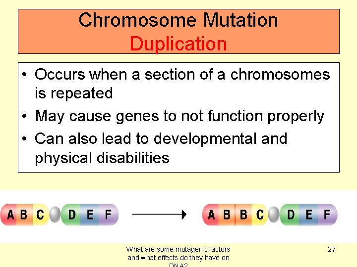 Chromosome Mutation Duplication • Occurs when a section of a chromosomes is repeated •