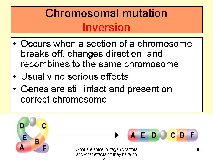 Chromosomal mutation Inversion • Occurs when a section of a chromosome breaks off, changes