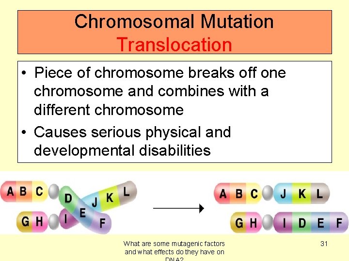 Chromosomal Mutation Translocation • Piece of chromosome breaks off one chromosome and combines with