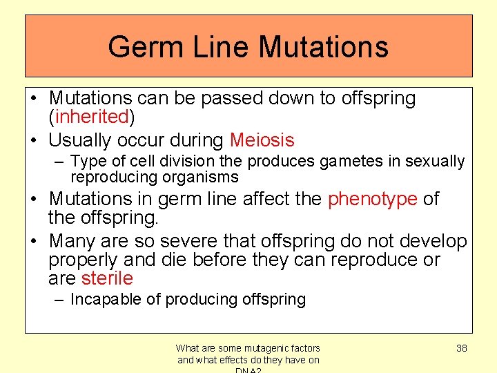 Germ Line Mutations • Mutations can be passed down to offspring (inherited) • Usually