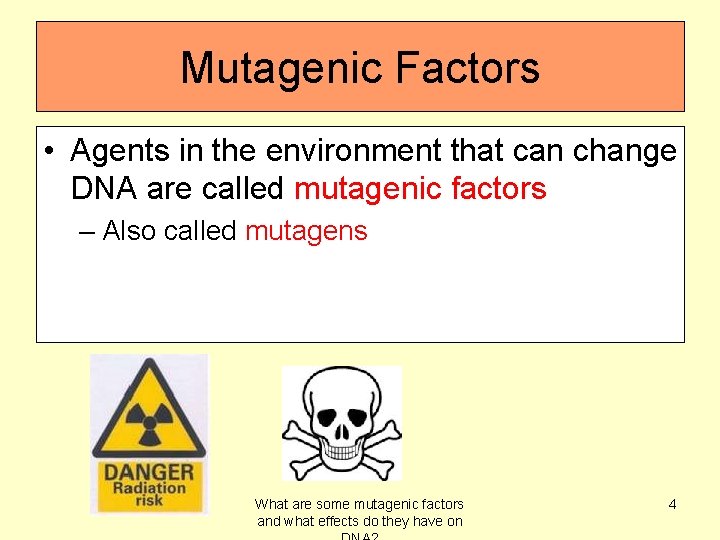 Mutagenic Factors • Agents in the environment that can change DNA are called mutagenic