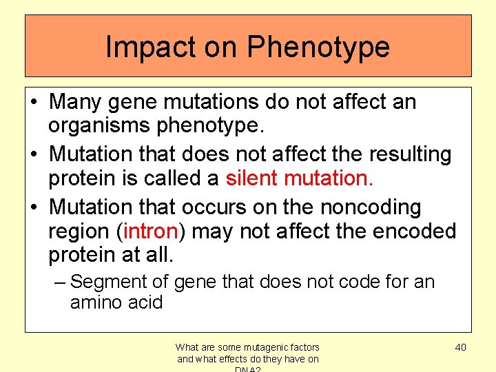 Impact on Phenotype • Many gene mutations do not affect an organisms phenotype. •