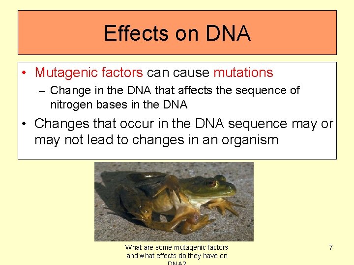 Effects on DNA • Mutagenic factors can cause mutations – Change in the DNA