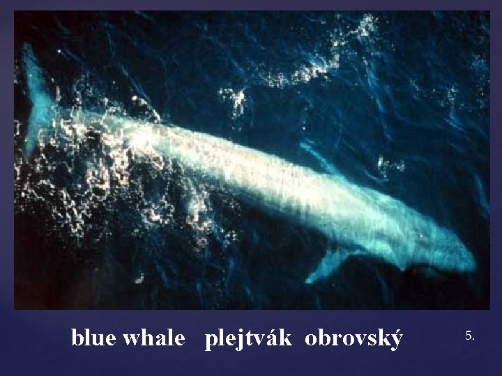 blue whale plejtvák obrovský 5. 