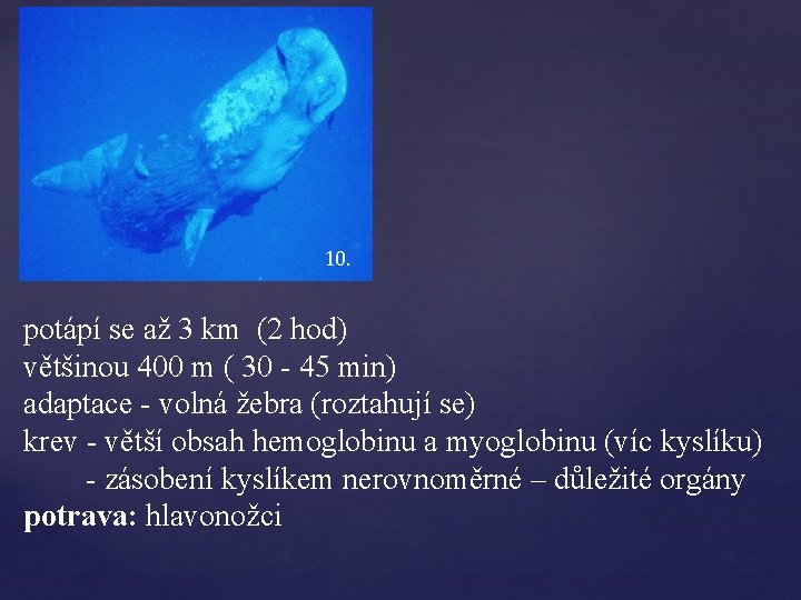 10. potápí se až 3 km (2 hod) většinou 400 m ( 30 -