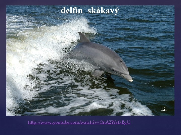 delfín skákavý 12. http: //www. youtube. com/watch? v=On. A 2 Wsfx. Bg. U 