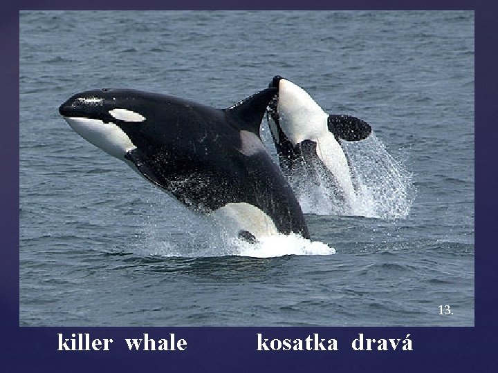 13. killer whale kosatka dravá 