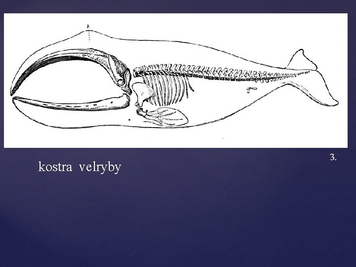 kostra velryby 3. 