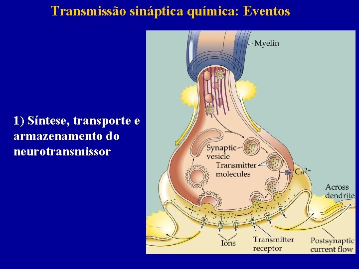 Transmissão sináptica química: Eventos 1) Síntese, transporte e armazenamento do neurotransmissor 