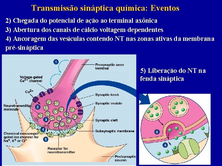 Transmissão sináptica química: Eventos 2) Chegada do potencial de ação ao terminal axônica 3)