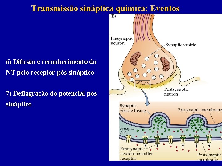 Transmissão sináptica química: Eventos 6) Difusão e reconhecimento do NT pelo receptor pós sináptico