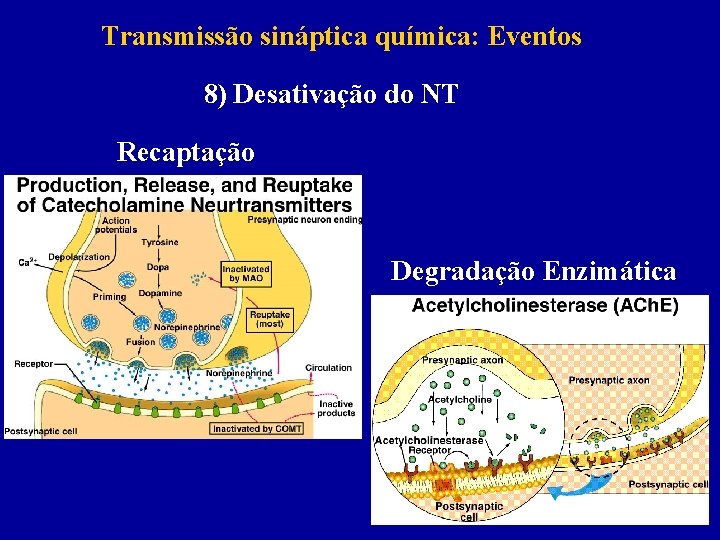 Transmissão sináptica química: Eventos 8) Desativação do NT Recaptação Degradação Enzimática 