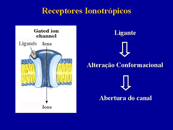 Receptores Ionotrópicos Ligante Ligands Alteração Conformacional Abertura do canal 