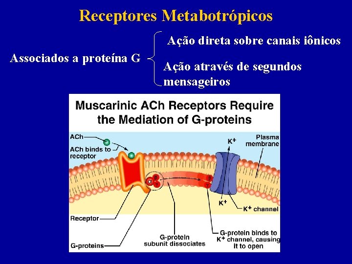 Receptores Metabotrópicos Ação direta sobre canais iônicos Associados a proteína G Ação através de