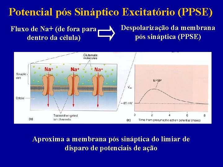 Potencial pós Sináptico Excitatório (PPSE) Fluxo de Na+ (de fora para dentro da célula)