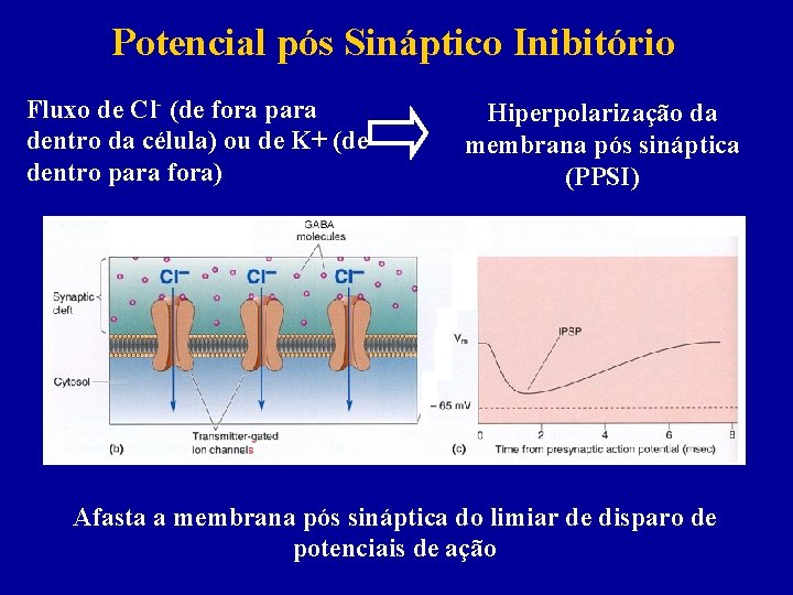 Potencial pós Sináptico Inibitório Fluxo de Cl- (de fora para dentro da célula) ou