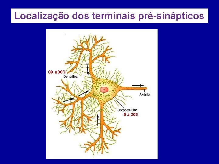 Localização dos terminais pré-sinápticos 80 a 90% 5 a 20% 