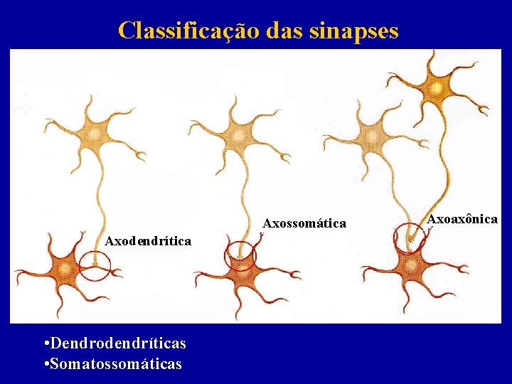 Classificação das sinapses Axossomática Axodendrítica • Dendrodendríticas • Somatossomáticas Axoaxônica 