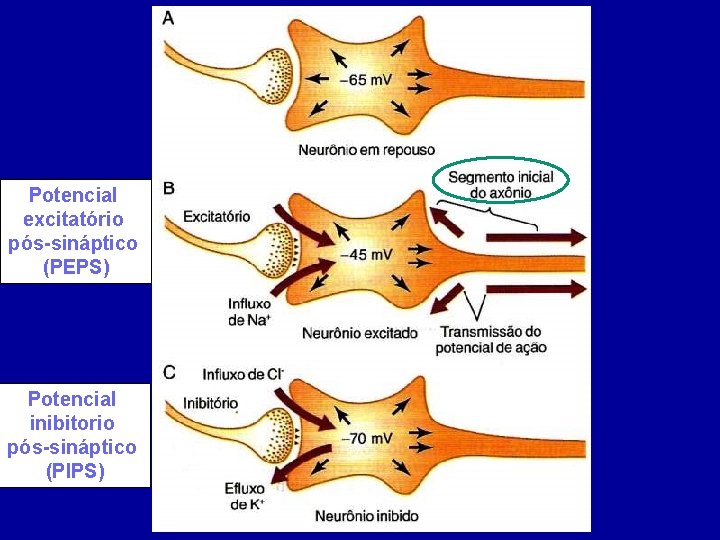 Potencial excitatório pós-sináptico (PEPS) Potencial inibitorio pós-sináptico (PIPS) 