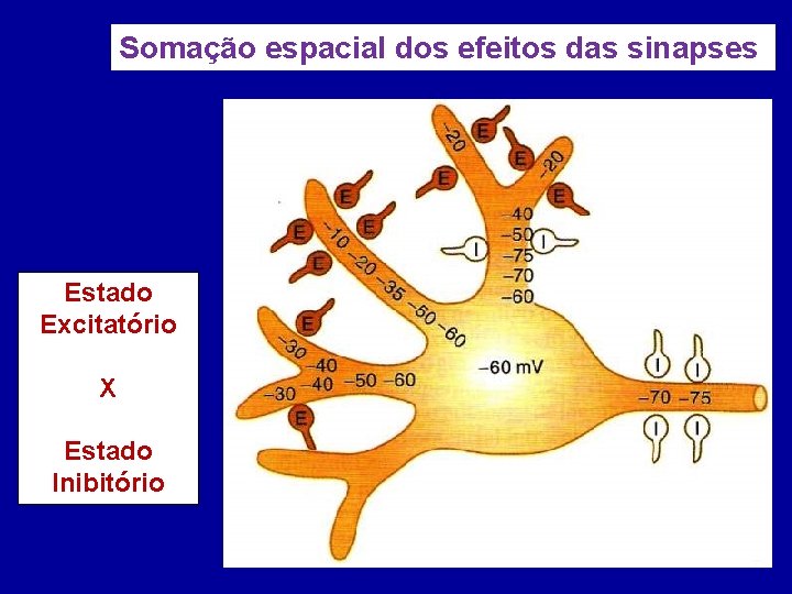 Somação espacial dos efeitos das sinapses Estado Excitatório X Estado Inibitório 