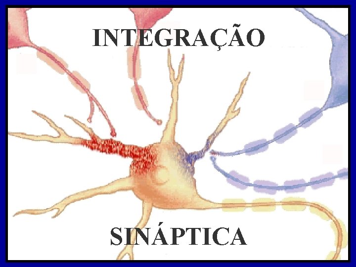 INTEGRAÇÃO SINÁPTICA 